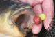 How To Make Carp Dough Bait